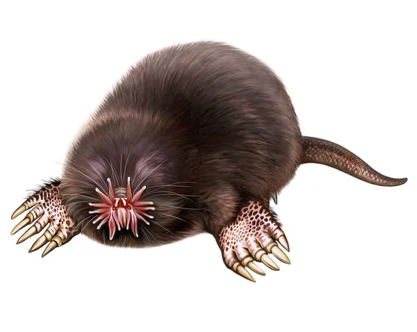 Yıldız burunlu köstebek, Condylura cristata, Talpidae memeli, Kuzey Amerika hayvanı, gerçekçi çizim, beyaz arka planda izole görüntü