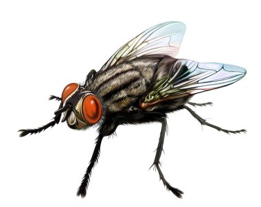 Uç, Musca domestica, Diptera siparişi, gerçekçi çizim, böcek ansiklopedisi çizimi, beyaz arka planda izole edilmiş görüntü