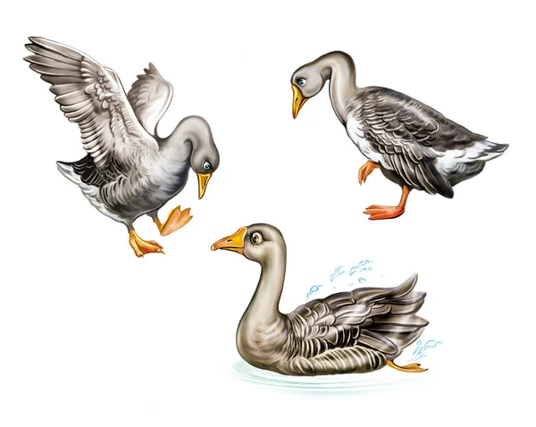 funny geese, cartoon birds, pets, isolated characters on white background