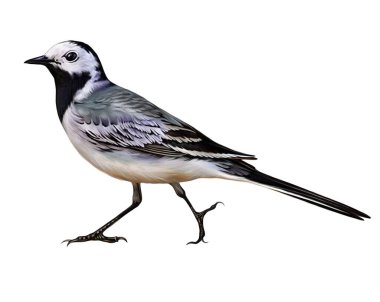 Wagtail, Motacilla, songbird, realistic drawing, illustration for animal encyclopedia, isolated image on white background