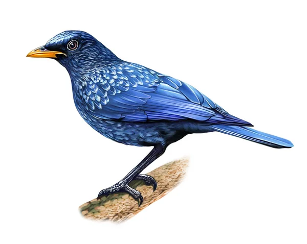 stock image The blue whistling thrush, Myophonus caeruleus, thrush family, realistic drawing, illustration for animal encyclopedia, isolated image on white background