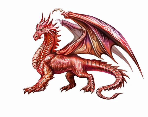 Beautiful red dragon, fairy tale character, isolated image on a white background