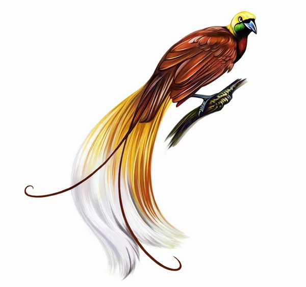 更大的天堂鸟 Paradisaea Apoda 逼真的图画 动物百科全书的图解 印度尼西亚和新几内亚的居民 白色背景上孤立的图像 — 图库照片