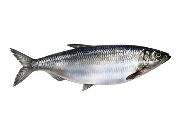 Herring Clupea 가치있는 상업용 물고기 대서양 태평양 북극해의 현실적 백과사전을 — 스톡 사진