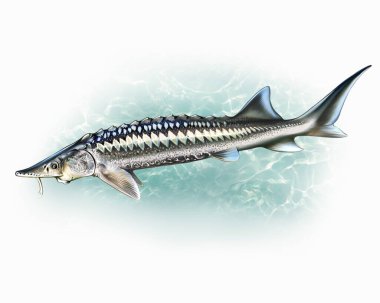 Sturgeons, Acipenser, değerli tatlı su balığı, gerçekçi çizim, nehir sakinleri, denizler, beyaz arka planda izole edilmiş görüntü.