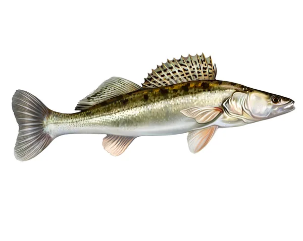 一般的なザンダー サンダールシオペルカ カラマツ科の魚の光沢のある魚 現実的な描画 新鮮な水の住人 白い背景に孤立したイメージ — ストック写真