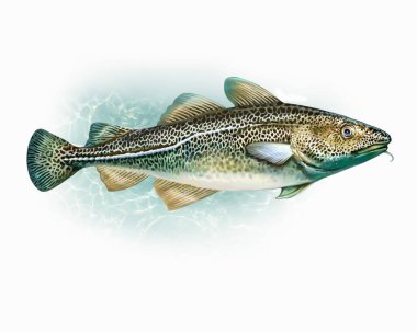 Atlantik morinası, Gadus morhua, Gadidae familyasından balık, gerçekçi çizim, bir hayvan ansiklopedisi için çizim, deniz ve okyanus sakinleri, beyaz arka planda izole edilmiş bir görüntü.