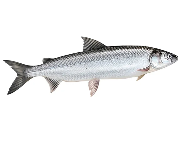 Arctic Omul Coregonus Autumnalis Commercial Fish Salmon Genus Realistic Drawing — 스톡 사진