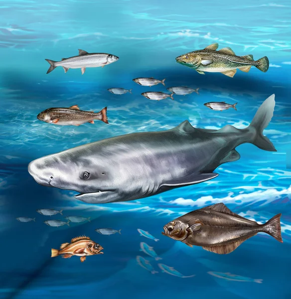 Fish of the Arctic Ocean and northern seas, inhabitants of cold waters, salmon, cod, polar shark, herring, halibut and omul, realistic drawing, illustration for animal encyclopedia