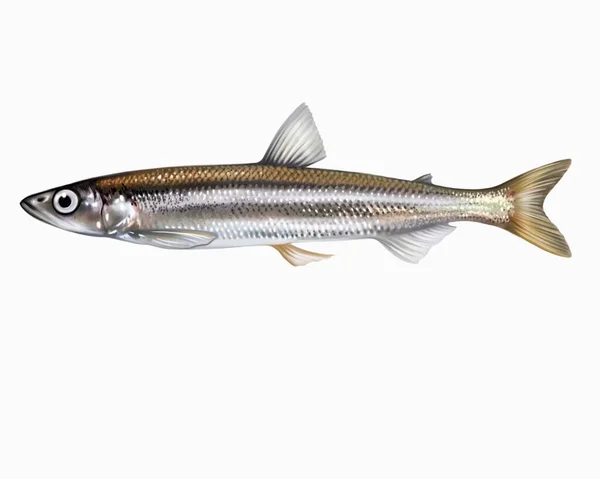 유럽의 냄새나는 오메르스에 페르라 Osmerus Eperlanus 오메르 Osmeridae 가오리가 물고기 — 스톡 사진