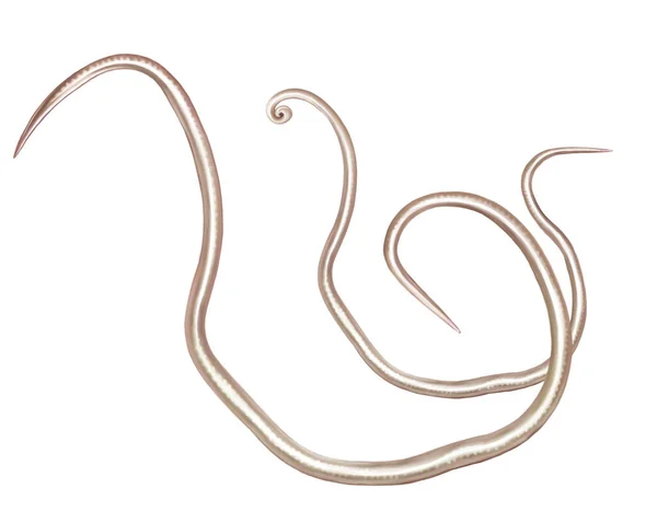 ヒトの腸に寄生する長い真円虫であるアスカリス ルブリコイドは 現実的なドローイング 動物百科事典のイラスト 白い背景に孤立したイメージを描き出します — ストック写真