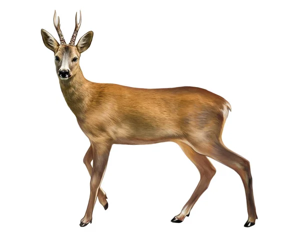 European Roe Deer Wild Goat Caprelus Artiodactyl Animal Deer Family — Stock Photo, Image