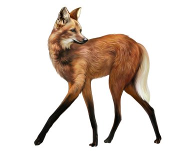 Maned wolf, guar, aguarachai, Chrysocyon brachyurus, köpek ailesinin etobur memelisi, gerçekçi çizim, Güney Amerika ansiklopedisi için resim, beyaz arka planda izole edilmiş görüntü.