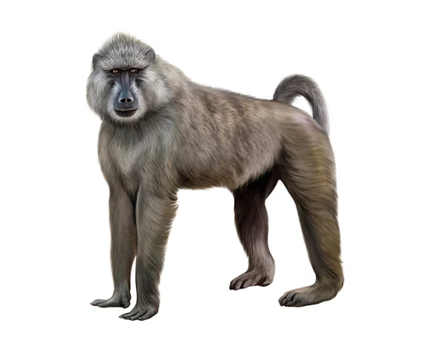 Evolução Humana Macaco Australopithecus Homo Sapiens Desenho Realista  Ilustração Para fotos, imagens de © Liliya.Butenko #356231568