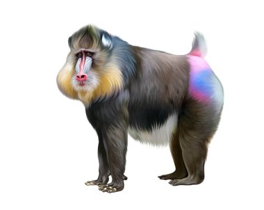 Mandrill, Mandrillus sfenks, marmoset ailesinin primatı, gerçekçi çizim, Afrika Hayvan Ansiklopedisi için illüstrasyon, beyaz arka planda izole görüntü