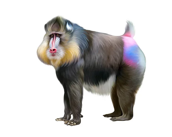Mandrillo Mandrillus Shinx Primate Della Famiglia Marmoset Disegno Realistico Illustrazione — Foto Stock