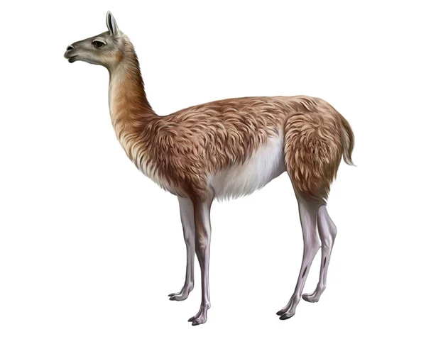 Guanaco Lama Guanicoe Mammal Camelid Family Ancestor Llama Realistic Drawing — Stock Photo, Image