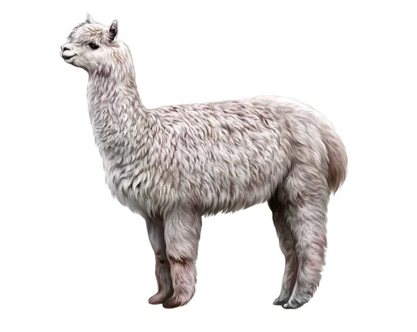 Alpaca Lama Pacos Vicugna Pacos Domestic Callus Animal Realistic Drawing — Stock Photo, Image