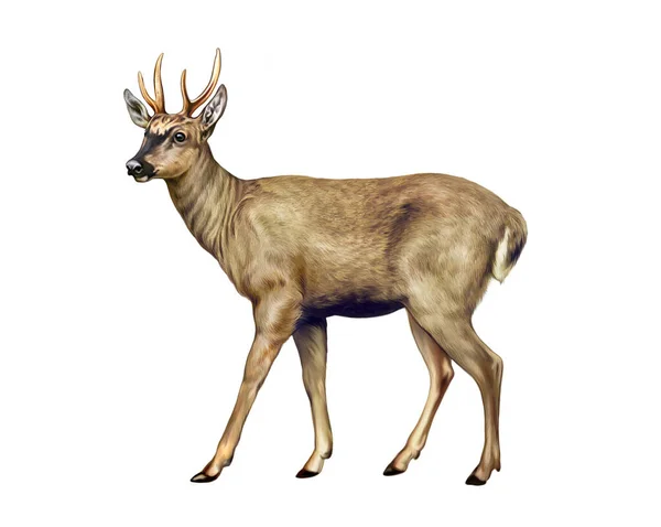 South Andean Deer Hippocamelus Bisulcus Endemic Andes Realistic Drawing Illustration — Stock Photo, Image