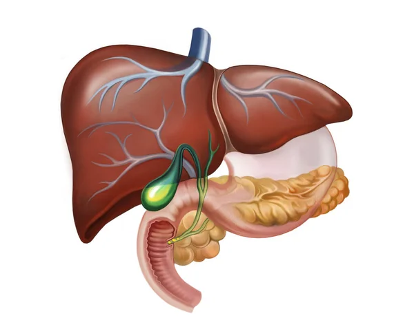 肝臓の構造 ヒトの解剖学的構造 カラーイラスト 白い背景に孤立したイメージのスキーム — ストック写真