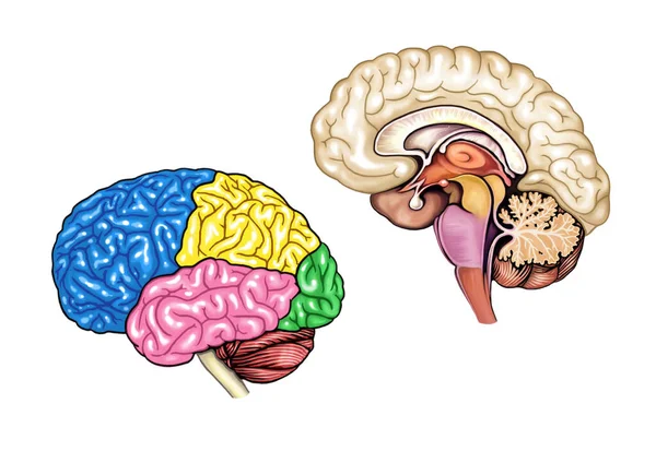Estrutura Cérebro Humano Anatomia Partes Zonas Ilustração Cores Para Estudo — Fotografia de Stock