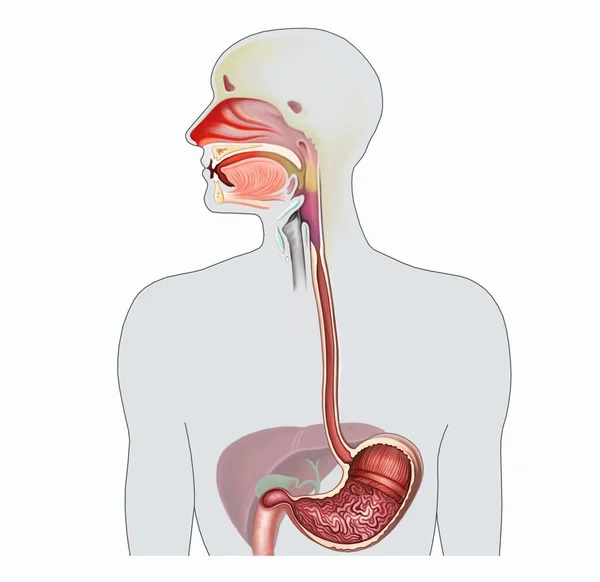 鼻咽食管的结构 人体解剖学 色谱图 科学手册 白色背景上的孤立图像 — 图库照片