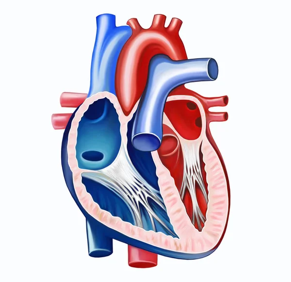 心臓の構造 人間の解剖学的構造 カラースキーム図 科学マニュアル 白い背景に孤立した画像 — ストック写真