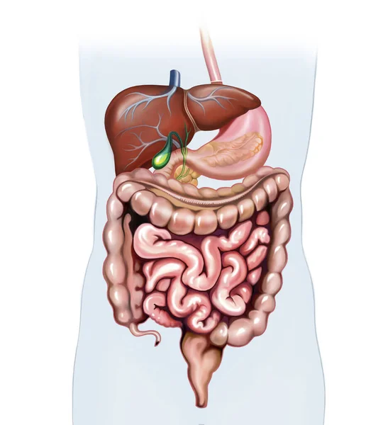 Emberi Gastrointestinalis Traktus Hasi Szervek Anatómia Színséma Illusztráció Elszigetelt Kép — Stock Fotó