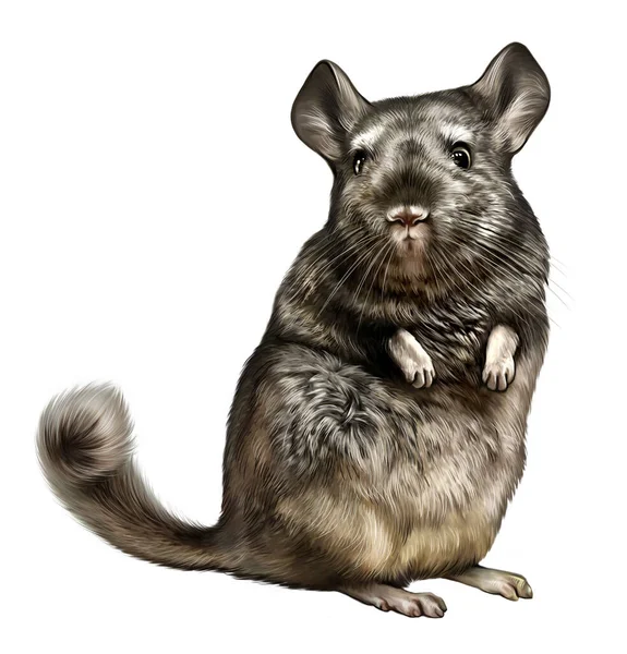 Chinchilla Rodent Inhabitant Andes Animals Chile Peru Bolivia Argentina Realistic — Stock Photo, Image