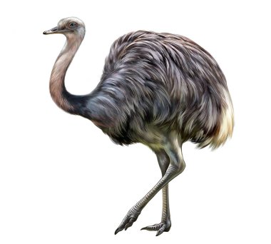 Rhea, Rhea americana, büyük kuş, Güney Amerika 'ya özgü, gerçekçi çizim, hayvan ansiklopedisi için illüstrasyon, beyaz arka planda izole görüntü