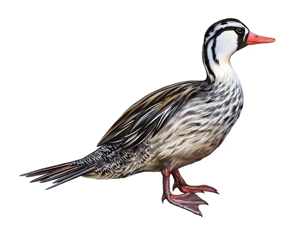 Andean Duck Merganetta Armata Waterfowl Animals South America Realistic Drawing — Stock Photo, Image
