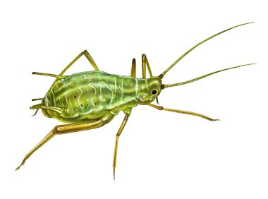 Aphid, Aphidoidea, küçük parazit böcek, bitki özünden besleniyor, gerçekçi çizim, çizim, beyaz arkaplanda izole görüntü