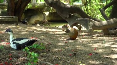 Agouti, Brezilya 'nın Rio de Janeiro kentindeki parkta yemek yiyor. Güneşli bir gün. El bilgisayarı görüntüsü