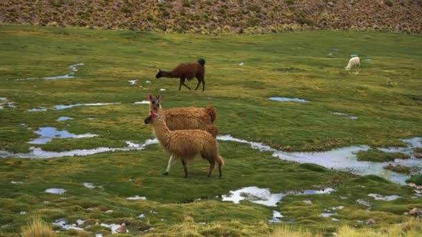 Grupo Llamas Green Grassy Field Departamento Potosí Bolivia — Vídeos de Stock