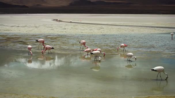 Laguna Verde Flamingos Bolívie — Stock video
