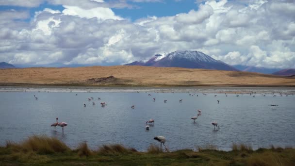 Лагуна Верде Фламінго Болівія Блакитне Небо Хмарами — стокове відео