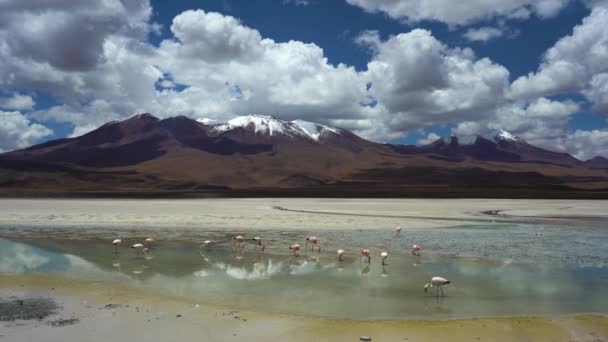 Laguna Verde Und Flamingos Bolivien Blauer Himmel Mit Wolken — Stockvideo