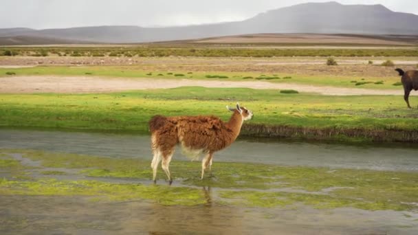Llama Vicino Fiume Green Grassy Field Dipartimento Potosi Bolivia — Video Stock