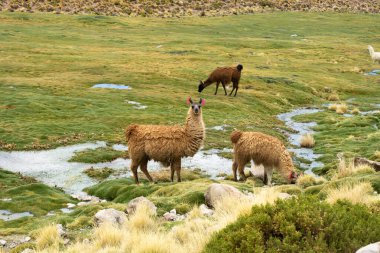 Yeşil Çimen Tarlası 'nda bir grup Lama. Potosi Departmanı, Bolivya.