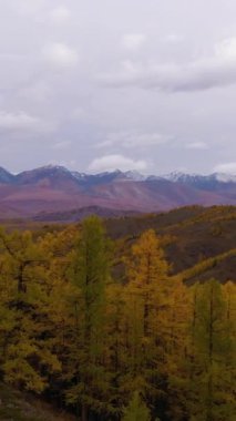 Kurai Steppe, Yellow Larches ve Kurai Ridge in Autumn. Altai Dağları, Rusya. Drone İleri Uçuyor. Dikey Video