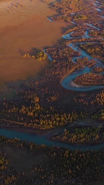 Kurai Steppe Chuya River Yellow Larches Mountains Sunset Autumn Aerial — Stock Video