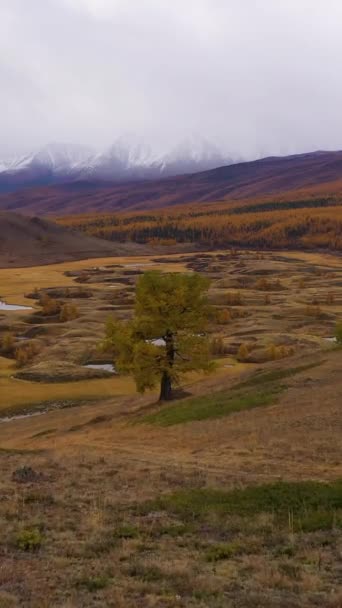 Árvore Solitária Lago Montanhas Outono Larches Amarelos Eshtykel Plateau Montanhas — Vídeo de Stock