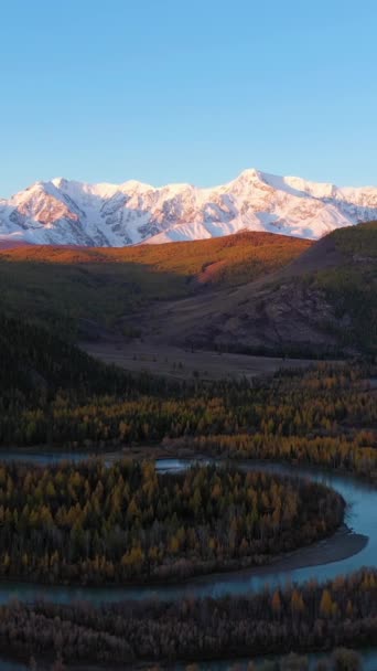 Chuya River Meander Larches Mountains Autumn Sunrise Letecký Pohled Altai — Stock video