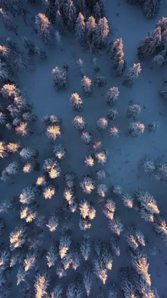 Naaldbos Bedekt Met Sneeuw Bij Zonsondergang Winter Bovenaanzicht Vanuit Lucht — Stockvideo