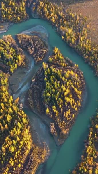 Gelbe Lärchen Auf Der Insel Und Fluss Chuya Herbst Luftaufnahme — Stockvideo