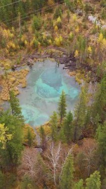 Geyser Mavi Gölü ve Sonbaharda Sarı Ağaçlar. Hava görüntüsü. Altai Cumhuriyeti, Rusya. İHA ileri uçar, aşağı eğilir. Dikey Video