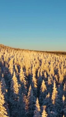 Sunset 'te Kozalaklı Orman karla kaplıydı. Hava görüntüsü. Taganay Ulusal Parkı, Güney Urallar, Rusya. Dikey Video