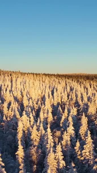 日没の雪に覆われた統一された森 アリアルビュー テガネイ国立公園 南ウラル ロシア ドローン フライは上向きに バーティカルビデオ — ストック動画