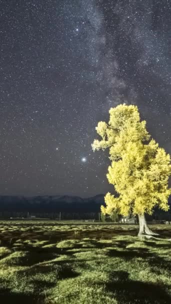 Larch Tree Amarelo Kurai Steppe Montanhas Láctea Noite Altai Sibéria — Vídeo de Stock