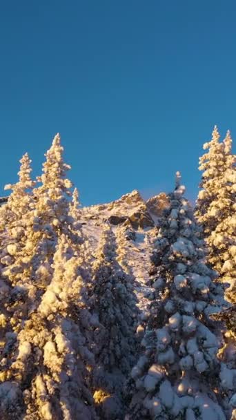サンセットのオタノイ山リッジと統一木 アリアルビュー テガネイ国立公園 南ウラル ロシア 木の間を飛んでいる バーティカルビデオ — ストック動画
